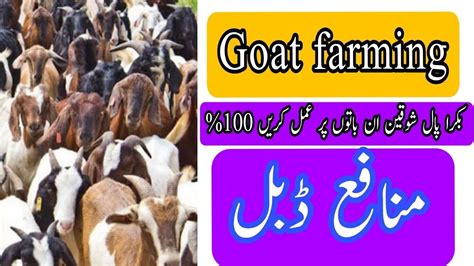 goat farming tips || Must watch video #goat #goatfarming #goatfarmingbusiness - YouTube