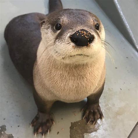 What species of otter is this little guy? : r/Otters