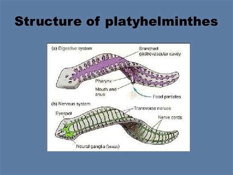 Platyhelminthes