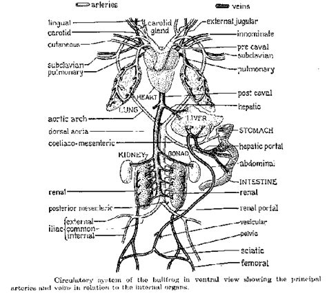 Frog Circulatory System Diagram