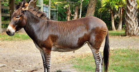 Zonkey Animal Facts | Zebroid | Zedonk | Equus zebra x Equus asinus