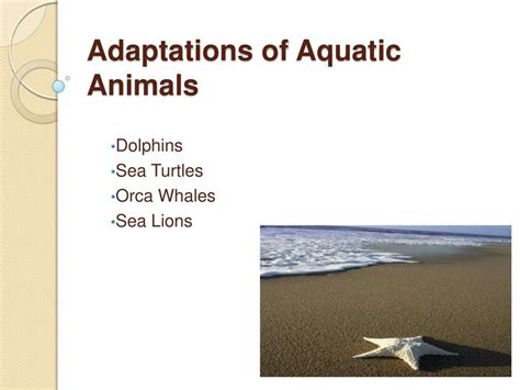 Adaptations Of Aquatic Animals Powerpoint