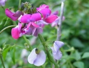 Dolichos pea (Dipogon lignosus) | VRO | Agriculture Victoria