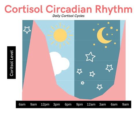 Cortisol Circadian Rhythm and its Impact on Health - 23 Nutrition Therapy