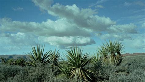 Native Plants of the Texas Coastal Plains | Sciencing