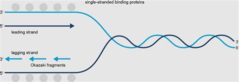 Sense Strand, coding Strand, primary Transcript, chemical Biology, Protein biosynthesis ...