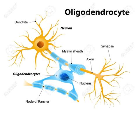 OLIGODENDROCITO | Cns system, Drawings, Pictures to draw