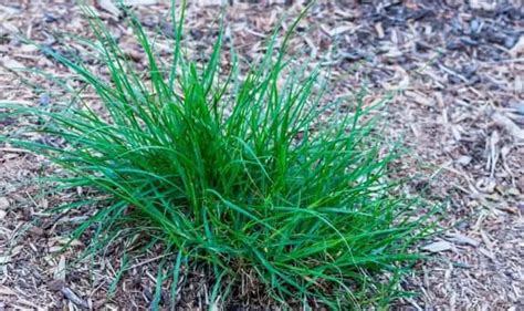 Texas Lawn Weeds Identification