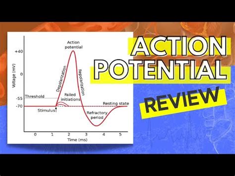 Depolarization