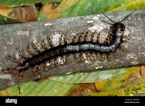 Scolopendra Gigantea Fangs