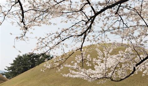 Gyeongju Cherry Blossom Festival 2019 Day Tour from Seoul - Trazy ...