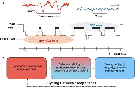 Frontiers | Sleep-Dependent Memory Consolidation and Incremental ...