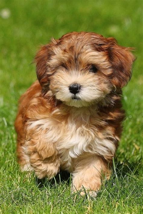 The Most Adorable Hypoallergenic Dog Breeds That Won't Leave Hair Everywhere | Hypoallergenic ...