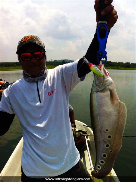 ikan-belida-clown-fish-with-medium-rod-setup-khalid | Ultralight Fishing Tips and Tricks For ...