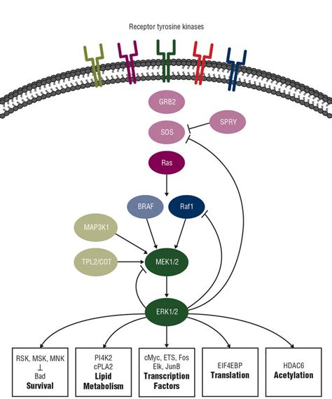 CANCER AND IMPORTANT MEDICAL NEWS: ESMO 2014-PATHWAY OF THE DAY