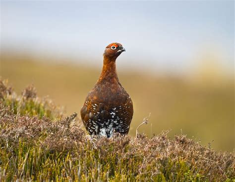 red grouse, north yorkshire | Wildlife photography, Yorkshire day ...