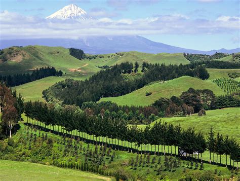 Jonathan Barran Photograher Rotorua - Farm Forestry