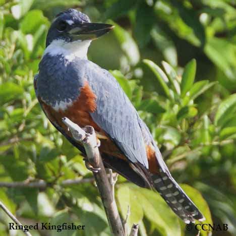 Ringed Kingfisher - North American Birds - Birds of North America