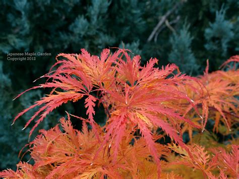 Appreciation: - fall colors? in 2021 | Fall colors, Japanese maple, Color