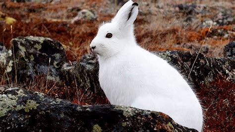 44 best ideas for coloring | Arctic Hare Adaptations