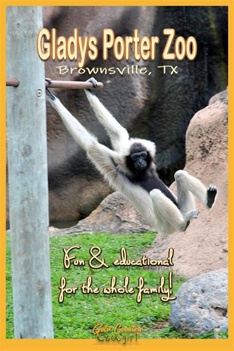 Gladys Porter Zoo in Brownsville, Texas | Gold Country Cowgirl | North american travel ...