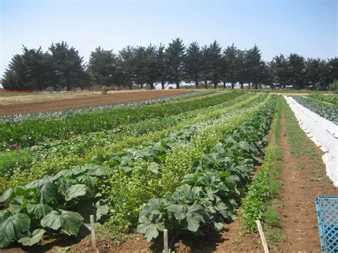 File:UCSC farm rows.jpg - Wikipedia, the free encyclopedia