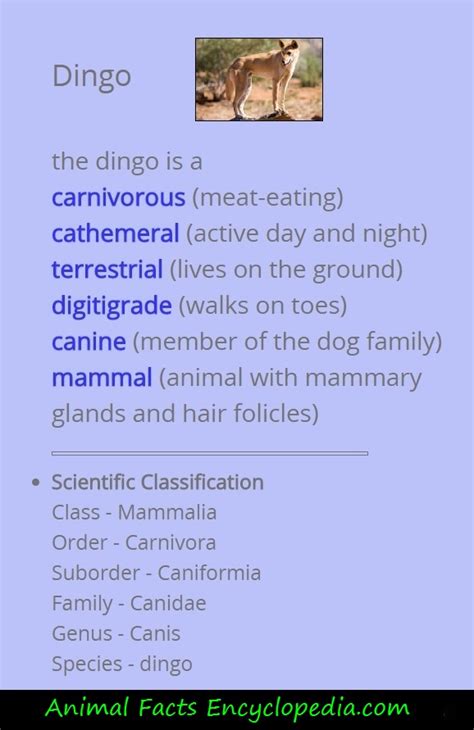 Dingo Facts - Animal Facts Encyclopedia