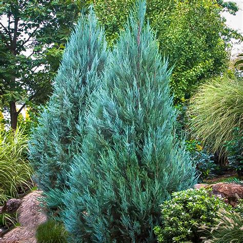 Blue Point Juniper Trees For Sale | The Tree Center