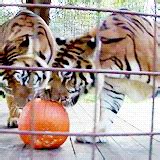 animal halloween | GIF | PrimoGIF