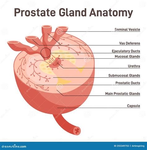 Prostate Gland Structure. Male Internal Reproductive System Organ Stock ...