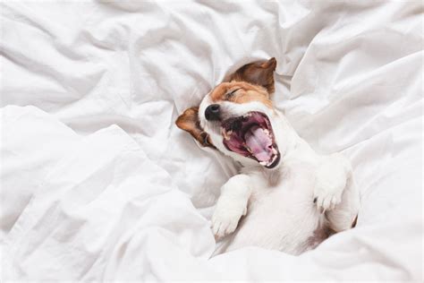 Dog Snoring: Causes and Remedies – Smart Nora