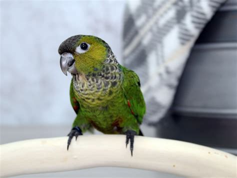 Black Capped Conure-BIRD-Male--2687445-Petland Lewis Center