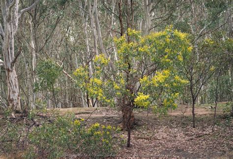 Greenvale, Victoria – Australia ‘Woodlands Historic Park’ Photographed by ©Karen Robinson August ...