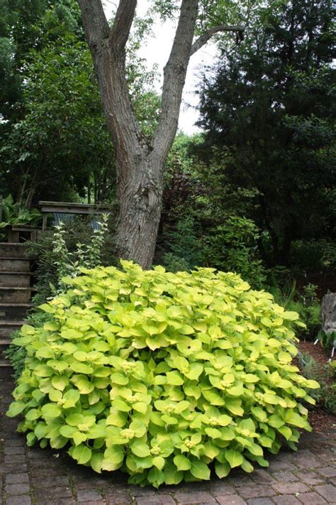 73 best Chartreuse plants images on Pinterest | Garden plants, Patio ...