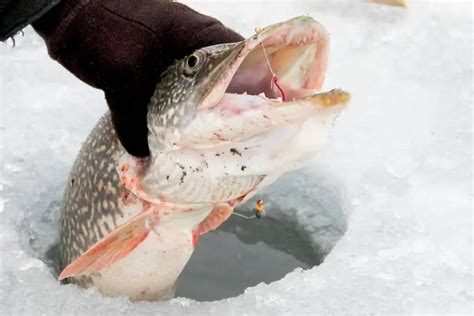 Northern Pike Teeth: Facts and Fiction - Outdoors Cult