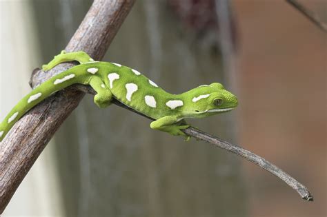 Pet gecko lizards can make people sick - CBS News