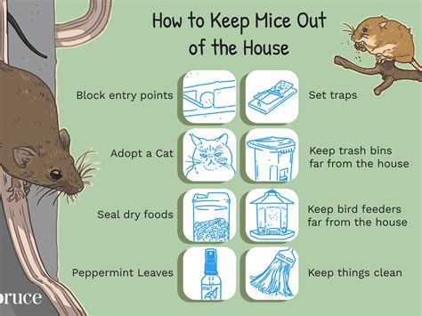 How To Get Rid Of Rats Under Your House - Pest Phobia