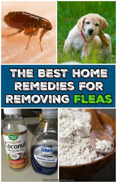 Essential Oils For Animals | Home remedies for fleas, Natural cough remedies, Health remedies