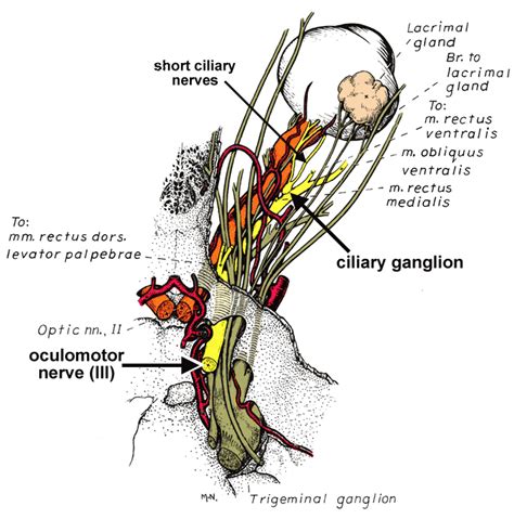 Parasympathetic Component of Oculomotor Nerve