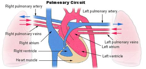 Circulatory Pathways | SEER Training