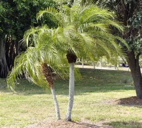 Pygmy date palm - Care, Poisonous, Lifespan (Phoenix roebelenii)