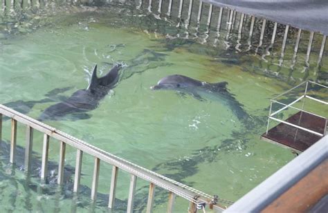 Russian Dolphinariums 101: Dolphinarium St. Petersburg — Keiko Conservation