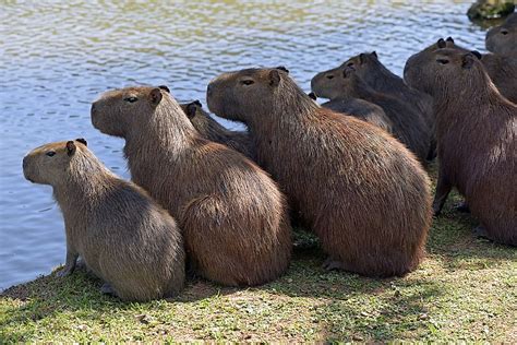 The Cabybara – 10 Facts About the World's Largest Rodent - WorldAtlas