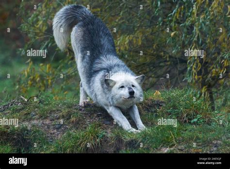 Northwestern Wolf High Resolution Stock Photography and Images - Alamy