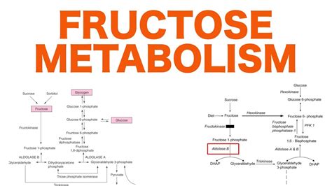 Fructose Metabolism Pathway