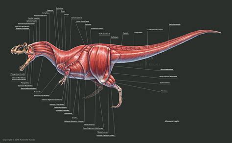 Allosaurus Fragilis Muscle Study by TheDragonofDoom on DeviantArt | Anatomía animal, Animales ...