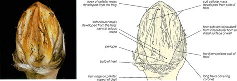 CAT: COMPARATIVE ASPECTS | Veterian Key