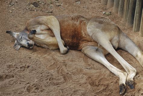 Kangaroo sleeping | Much to the great (and noisy) disappoint… | Flickr