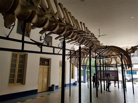 MUSEUM ZOOLOGI (Bogor) - All You Need to Know BEFORE You Go