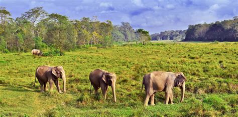 Bardia National Park Tour | Bardiya Tour | Wildlife Tour To Bardia ...